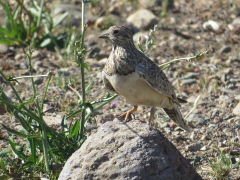 Image of Least Seedsnipe