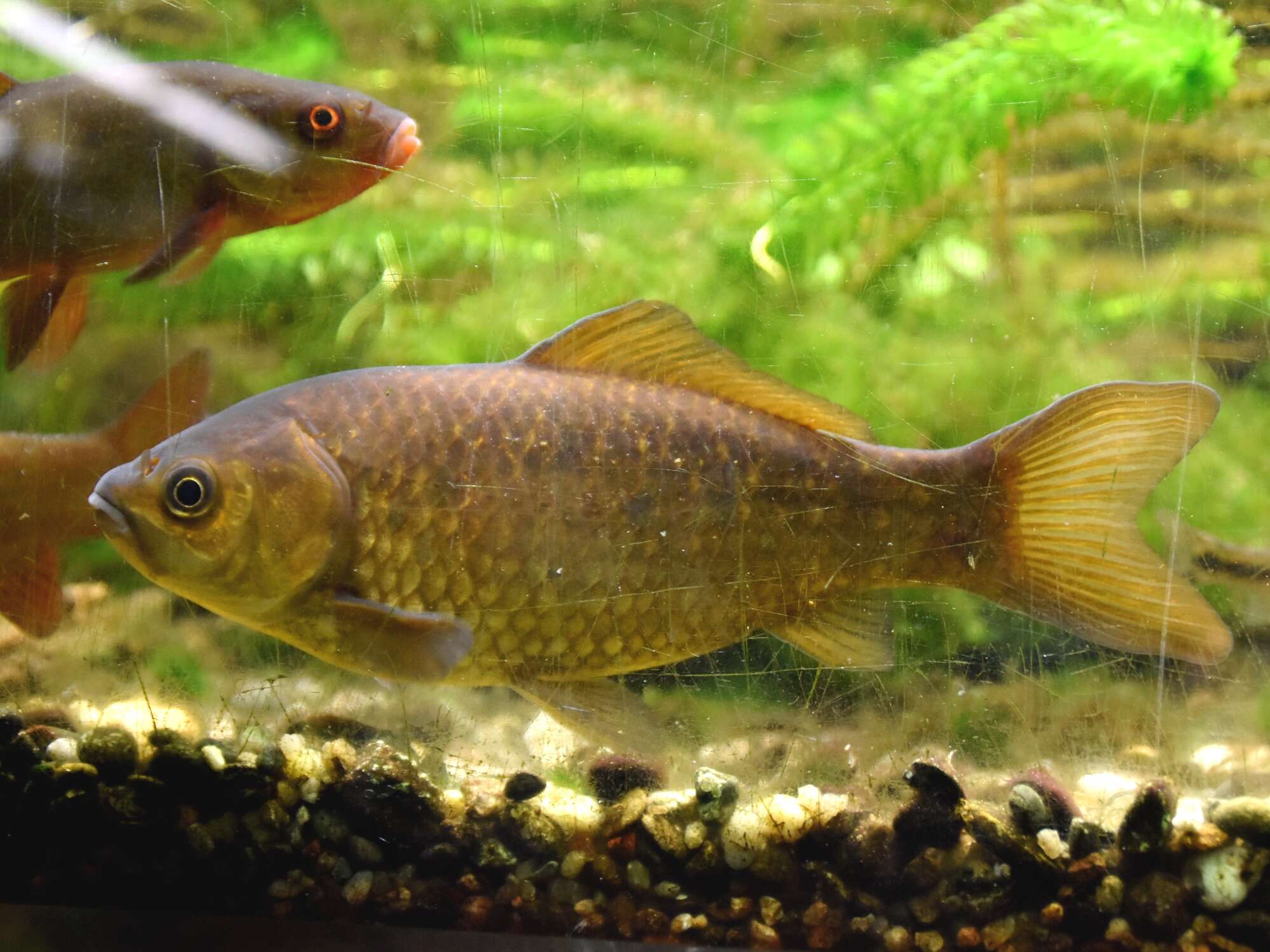 Image of Crucian Carp