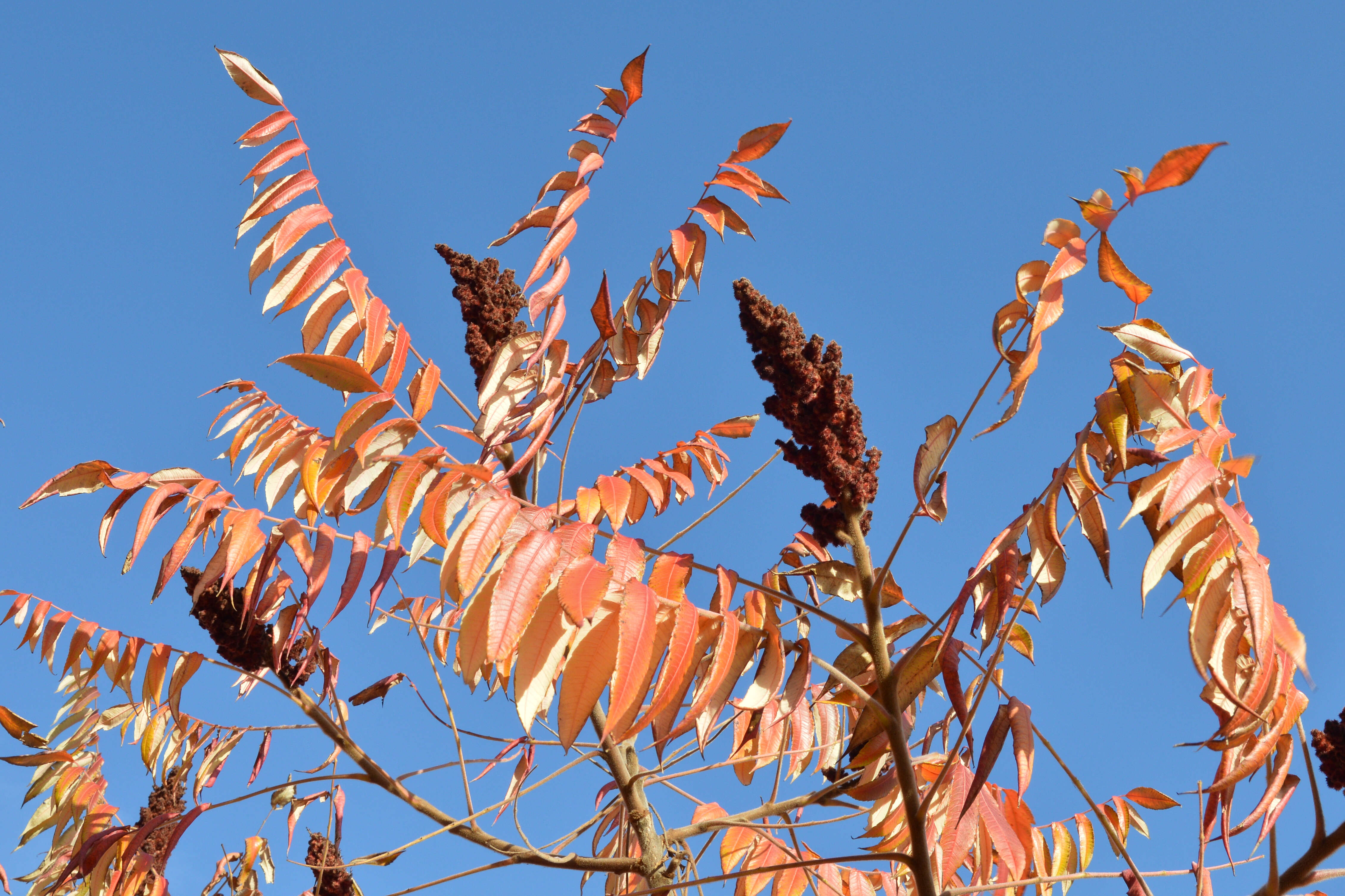 Image of staghorn sumac