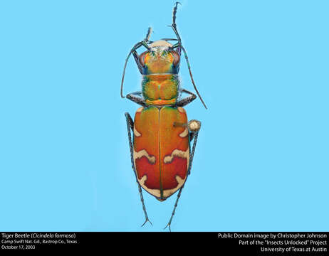 Image of Big Sand Tiger Beetle