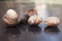 Image of shellbark hickory