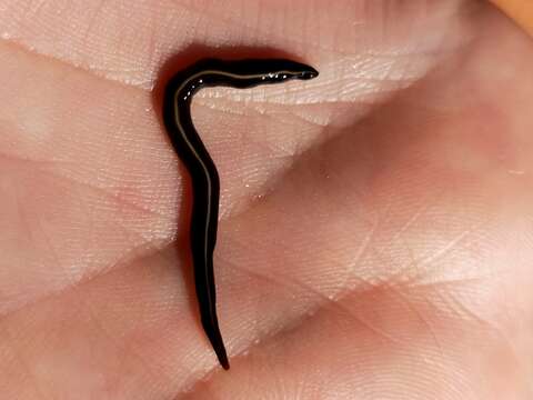 Image of Blue garden flatworm