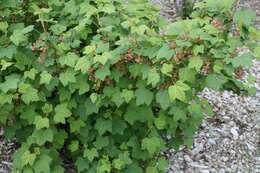 Image of Rock Red Currant