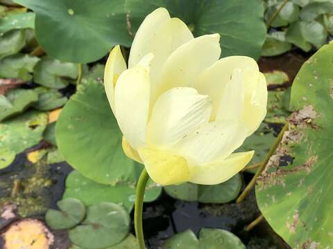 Image of American lotus