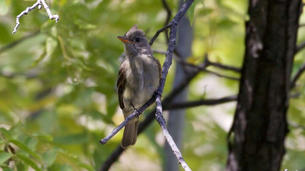 Image of Greater Pewee