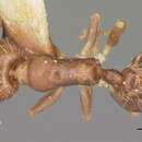 Imagem de Temnothorax americanus