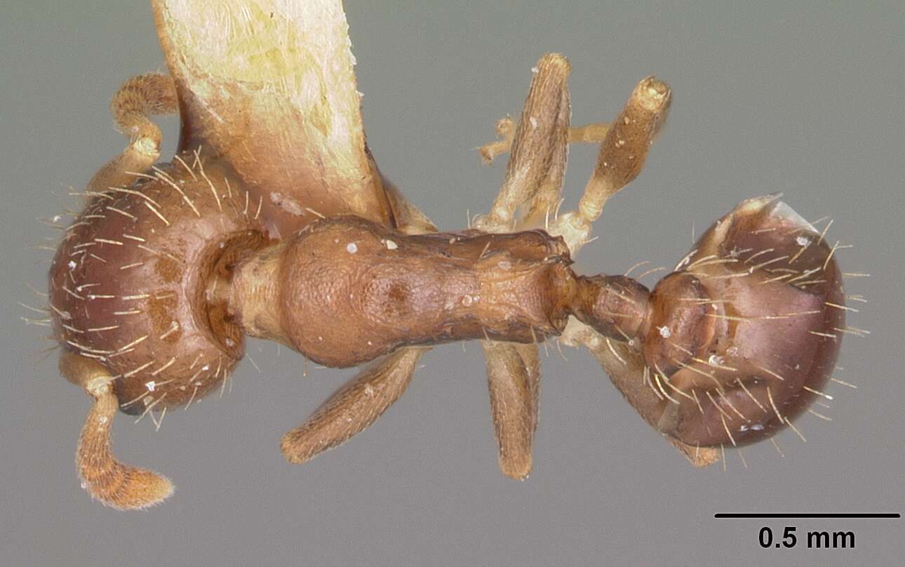 Image de Temnothorax americanus