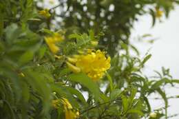 Image of Yellow bells