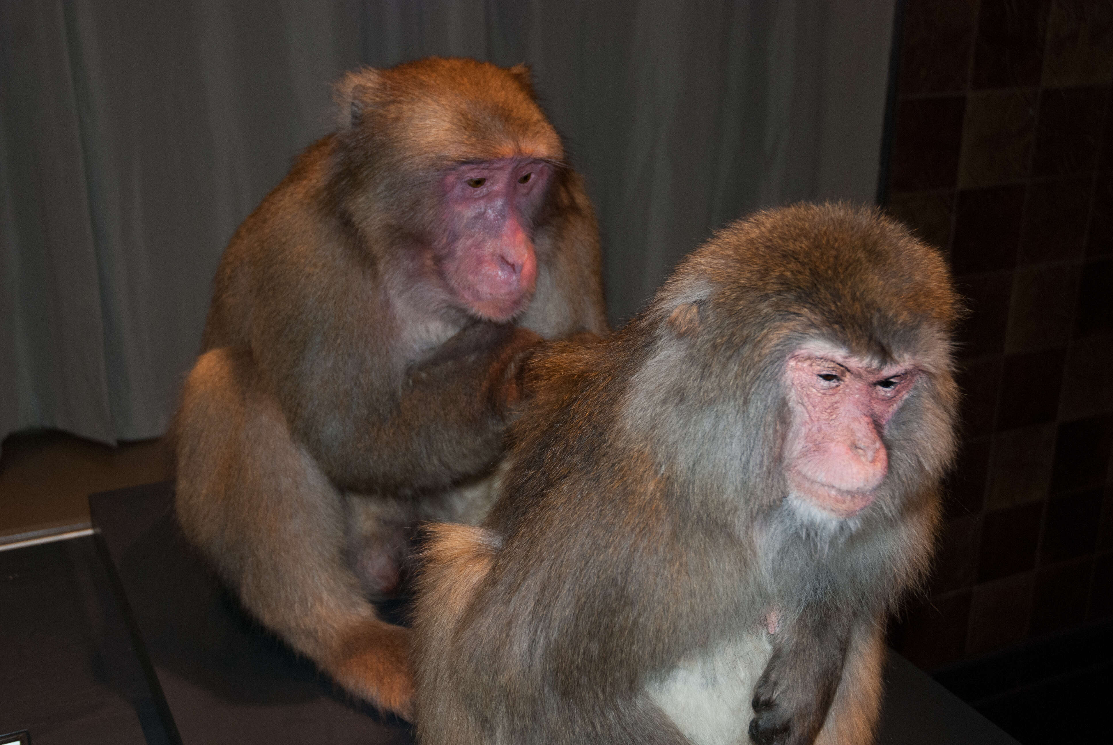 Image of Japanese Macaque