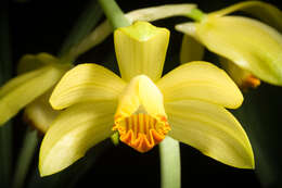 Image of Phaius flavus (Blume) Lindl.