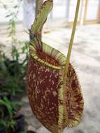 Слика од Nepenthes burbidgeae Hook. fil. ex Burb.