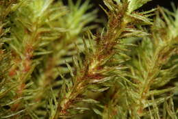 Image of Lyell's orthotrichum moss