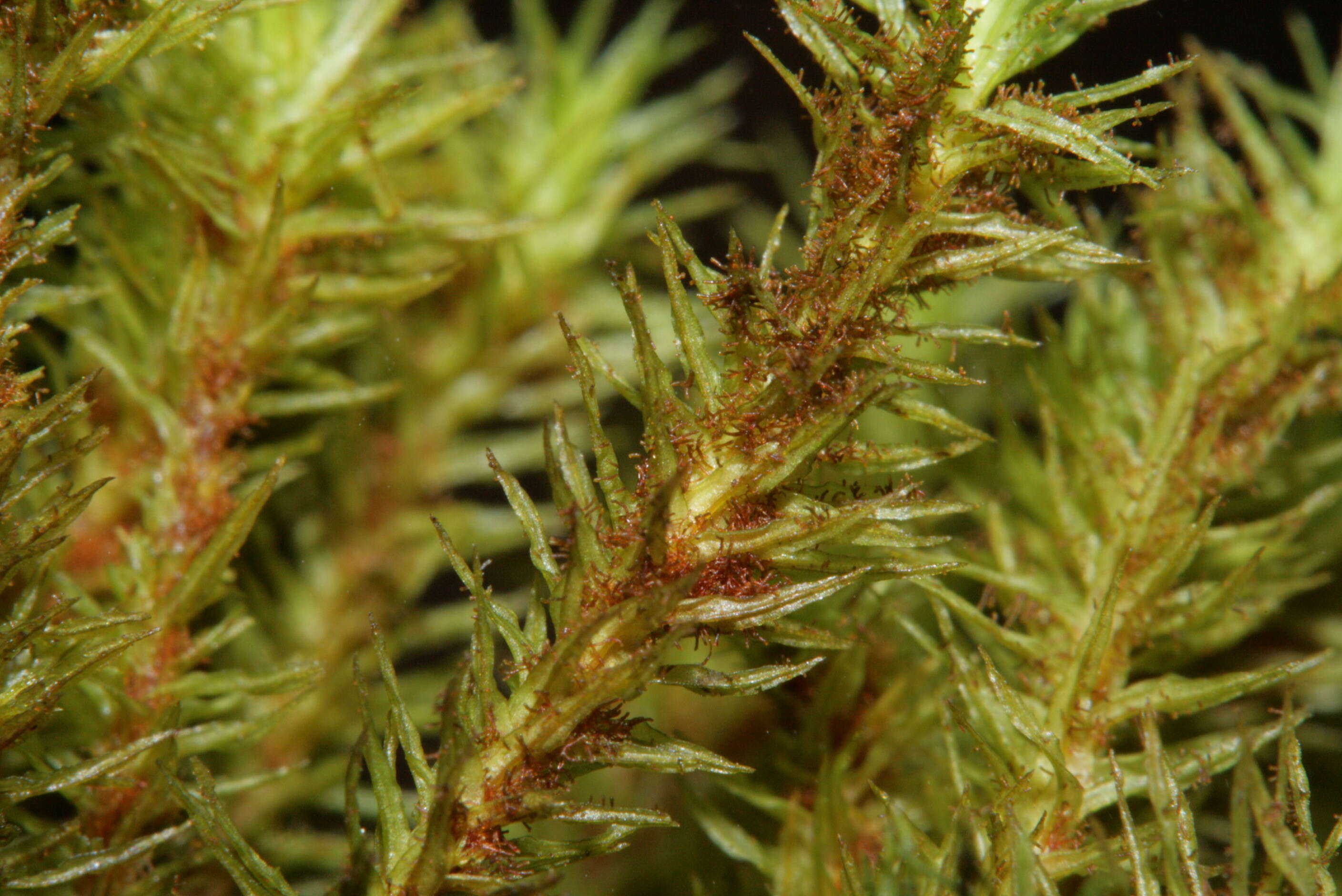 Image of Lyell's orthotrichum moss