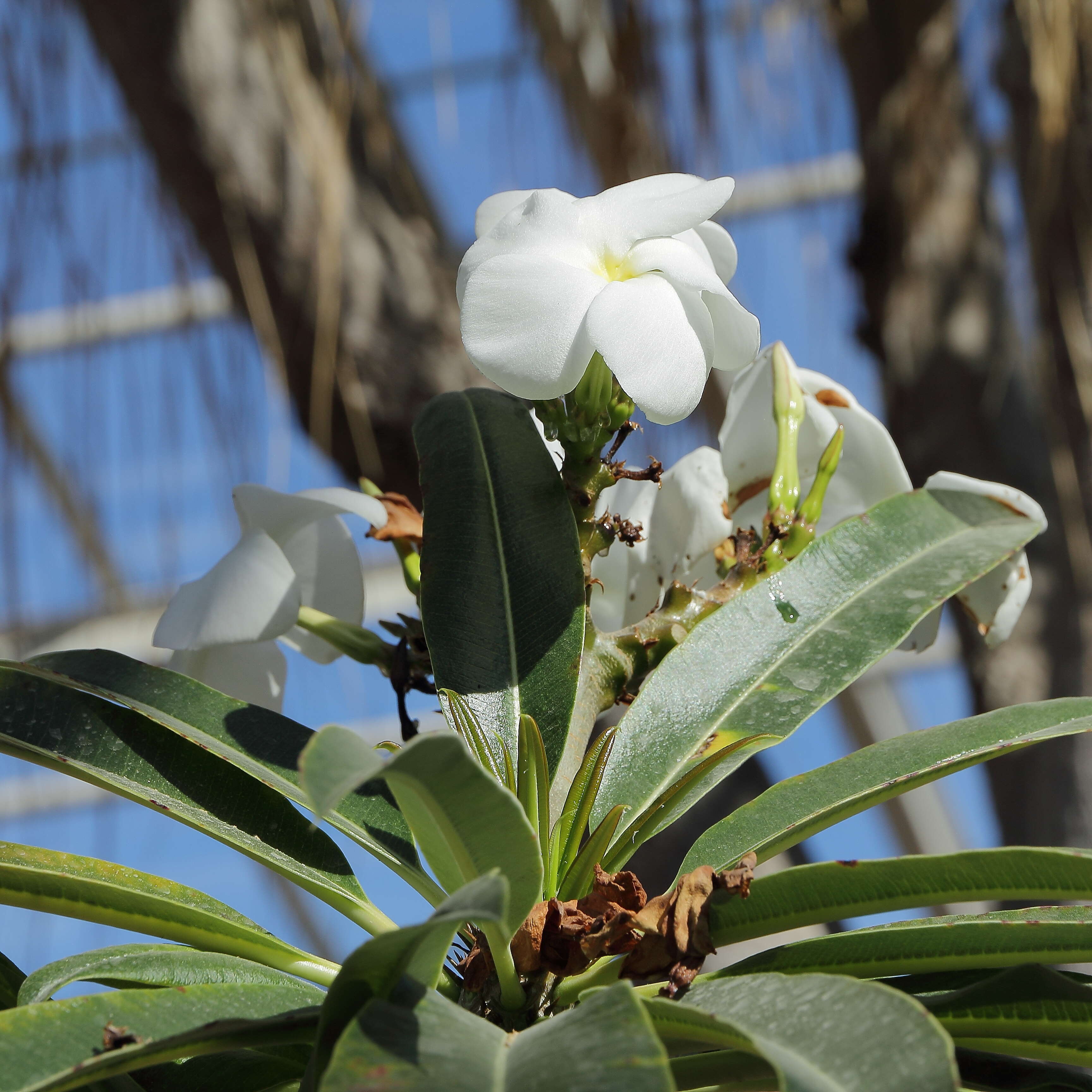 Image of Pachypodium lamerei Drake