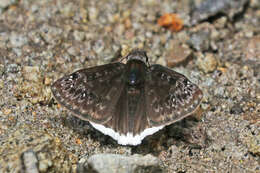 Image of Mournful Duskywing