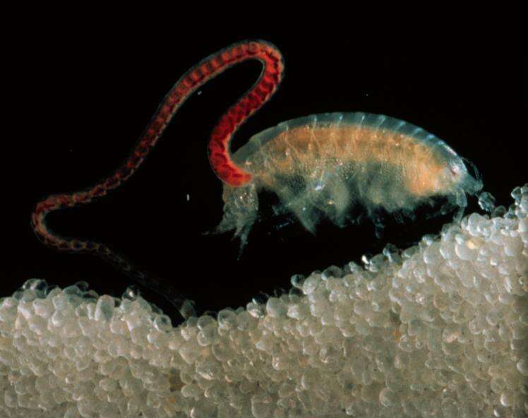 Image of Lumbriculidae