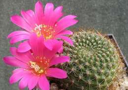 Image of Rebutia minuscula K. Schum.