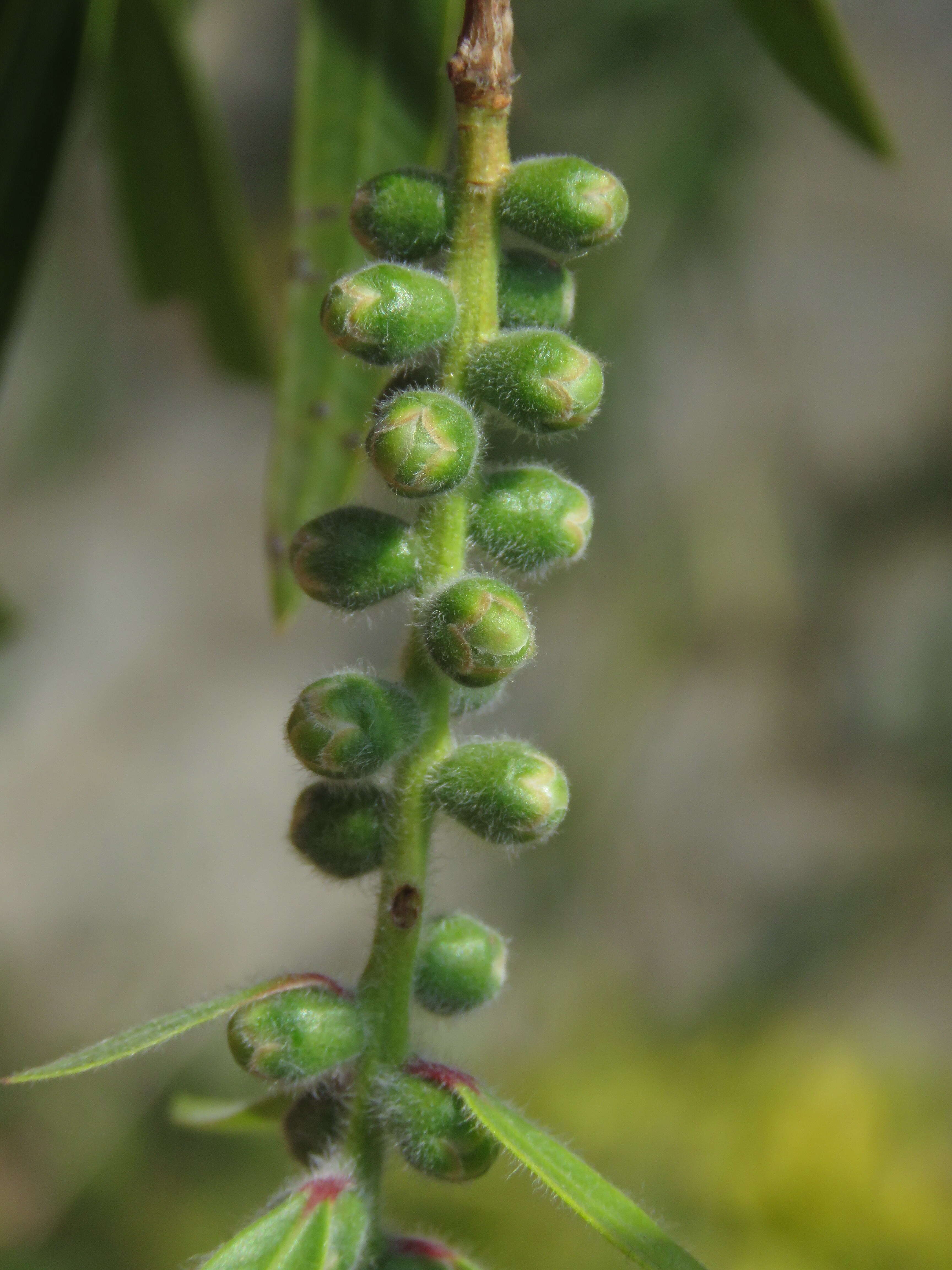 صورة Callistemon citrinus (Curtis) Skeels