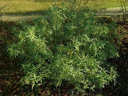 Image of Mexican Orange Blossom