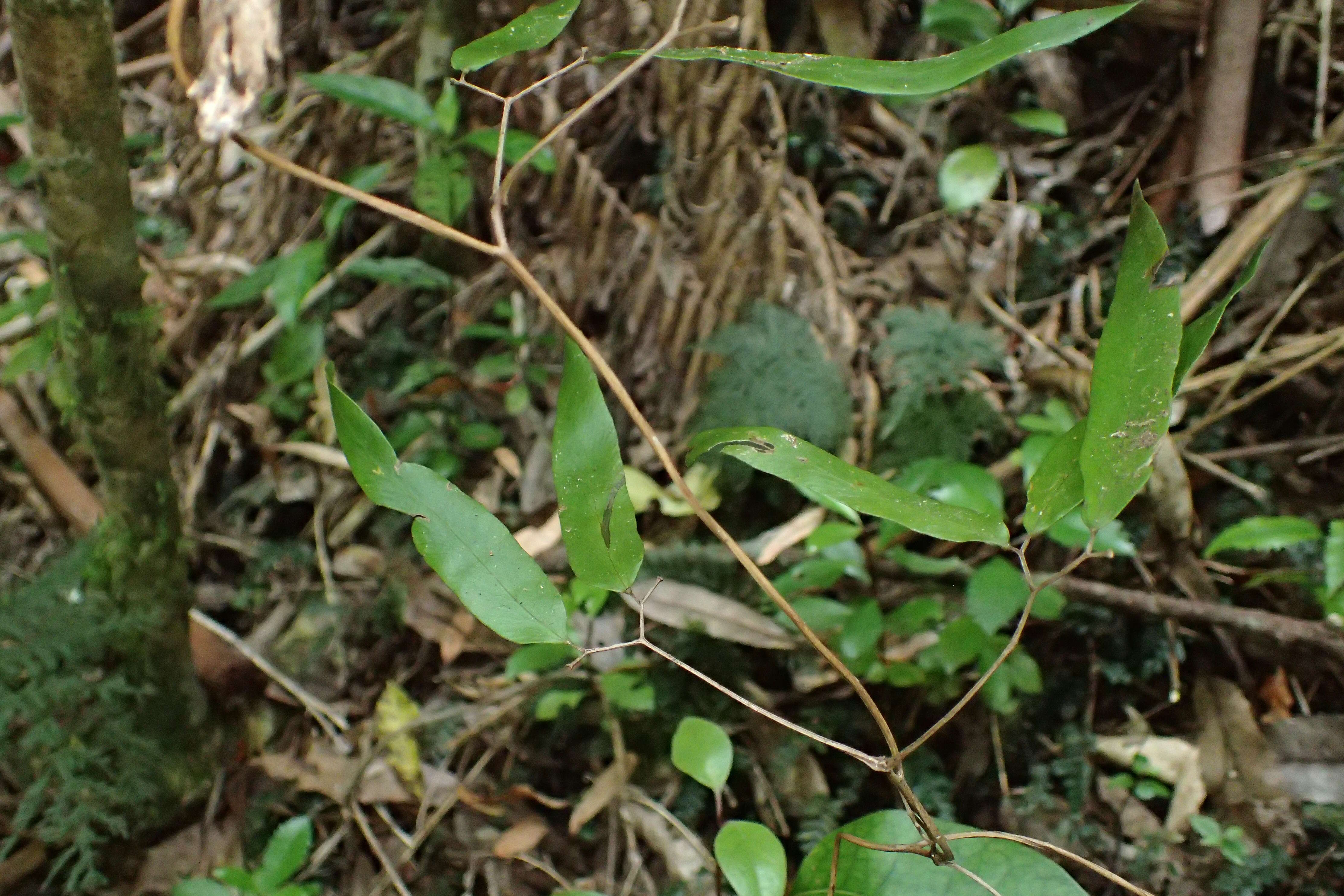 Image of Lygodium articulatum A. Rich.