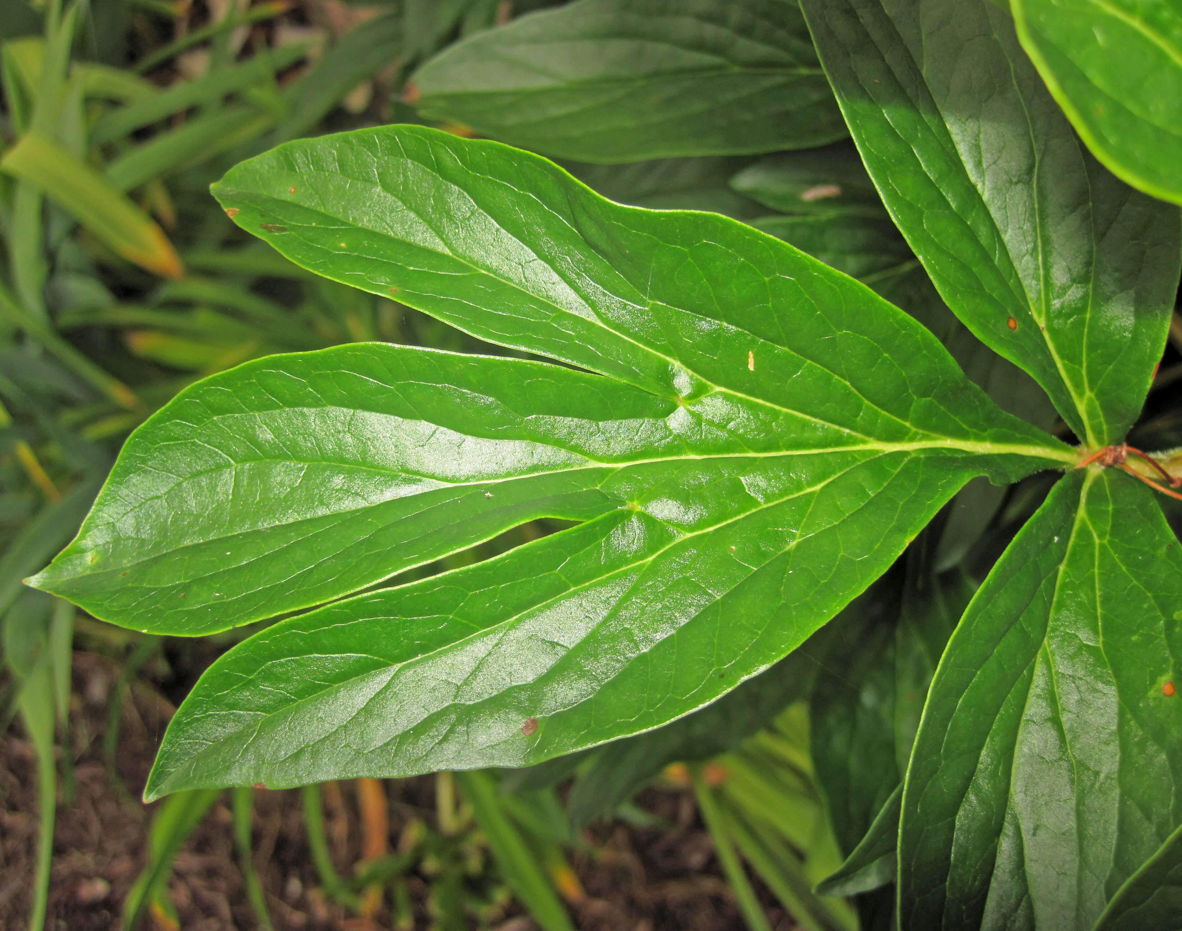 Image of peony family