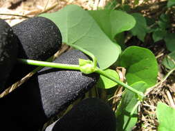 صورة Aristolochia elegans Mast.