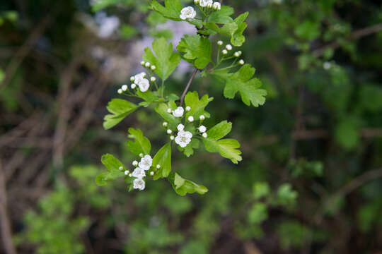 Image of Common Hawthorn