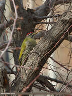 Image of Scaly-bellied Woodpecker