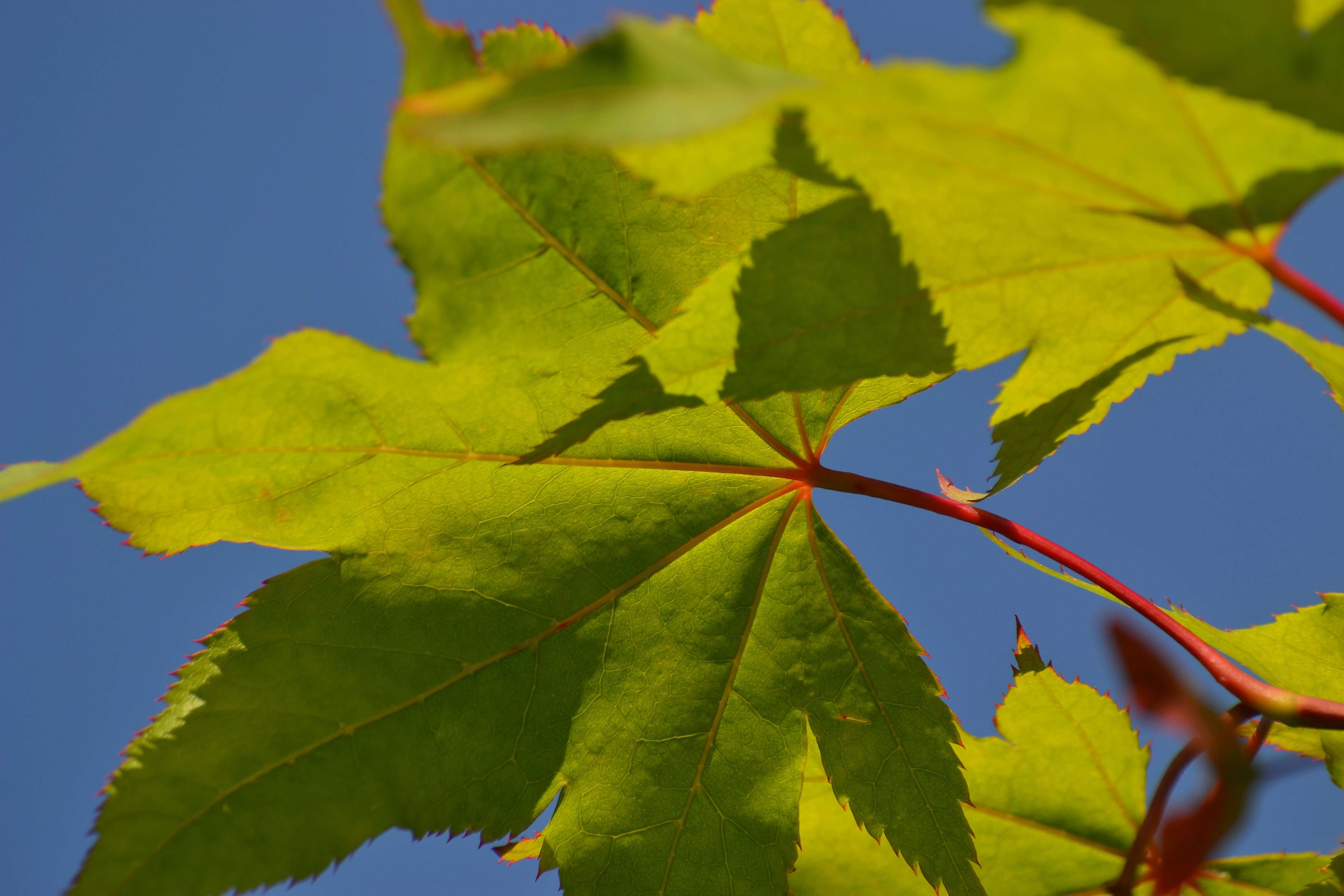 Image of Japanese maple