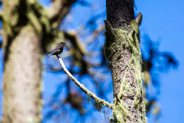 Image of Western Bluebird