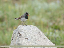 Image of Himalayan Rubythroat