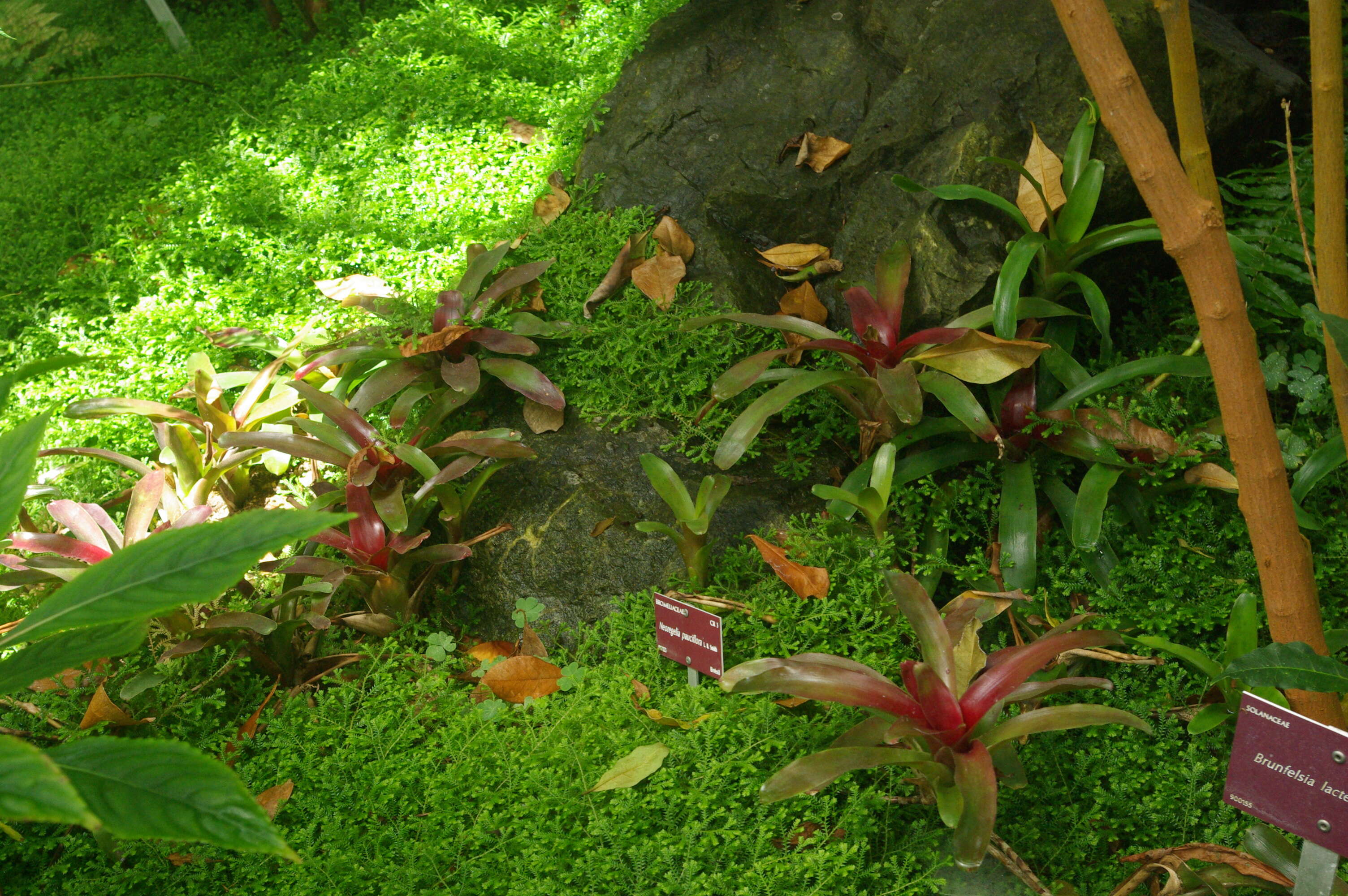 Image of Neoregelia pauciflora L. B. Sm.