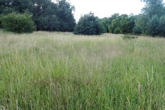 Image of Button Grass