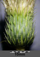 Image of Cabbage Thistle