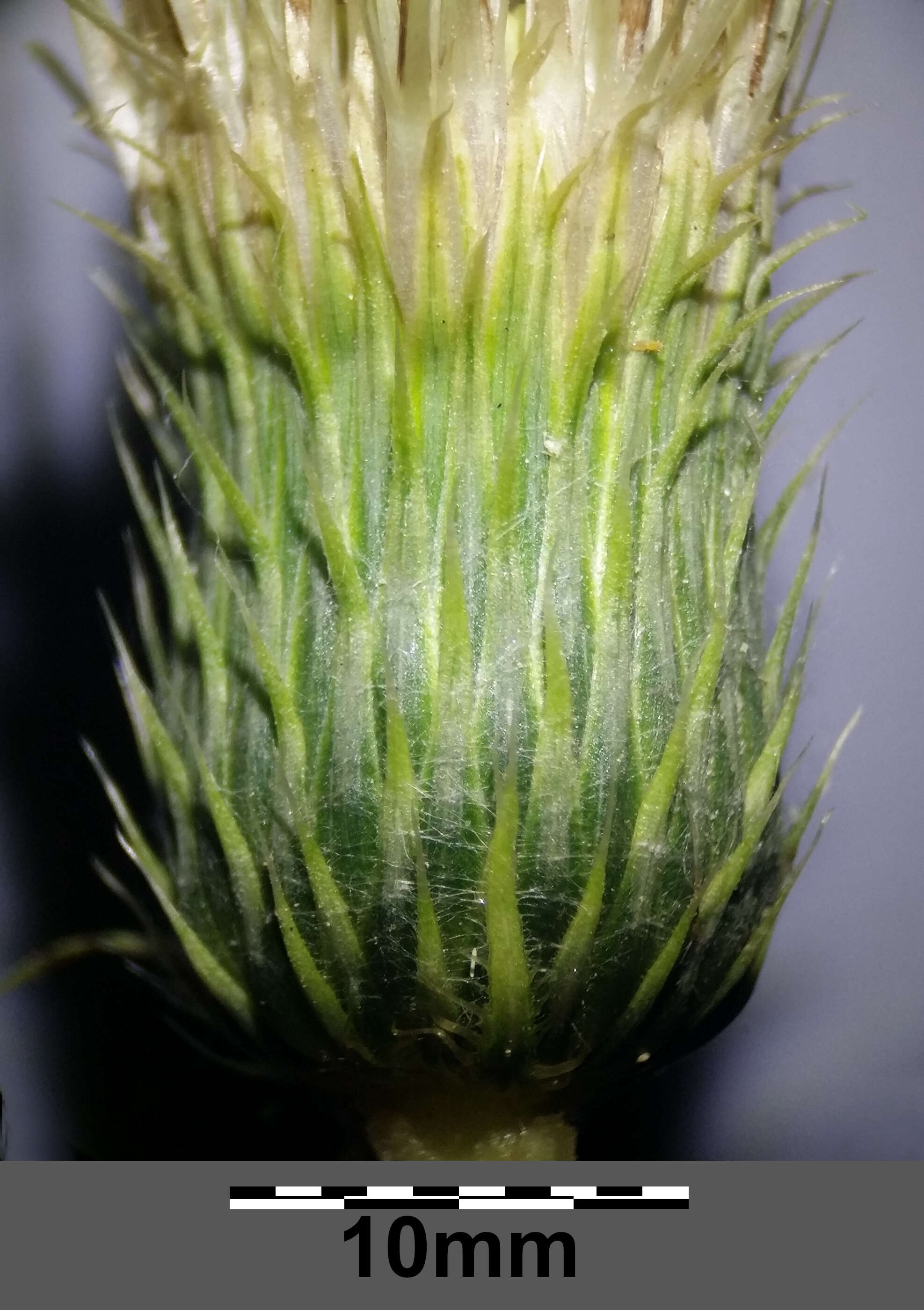 Image of Cabbage Thistle