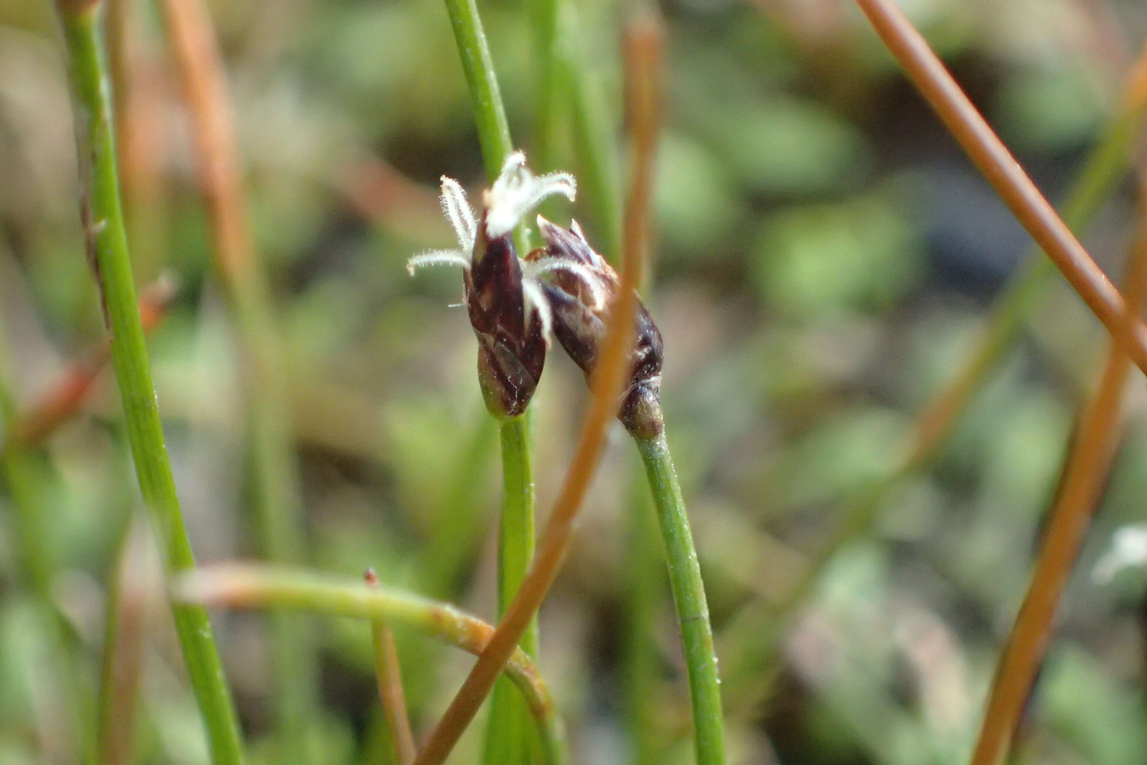 Imagem de Eleocharis gracilis R. Br.