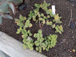 Image of Cotyledon tomentosa Harv.