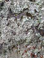 Image of shield lichen