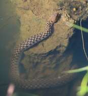 Image of Checkered Keelback Snake