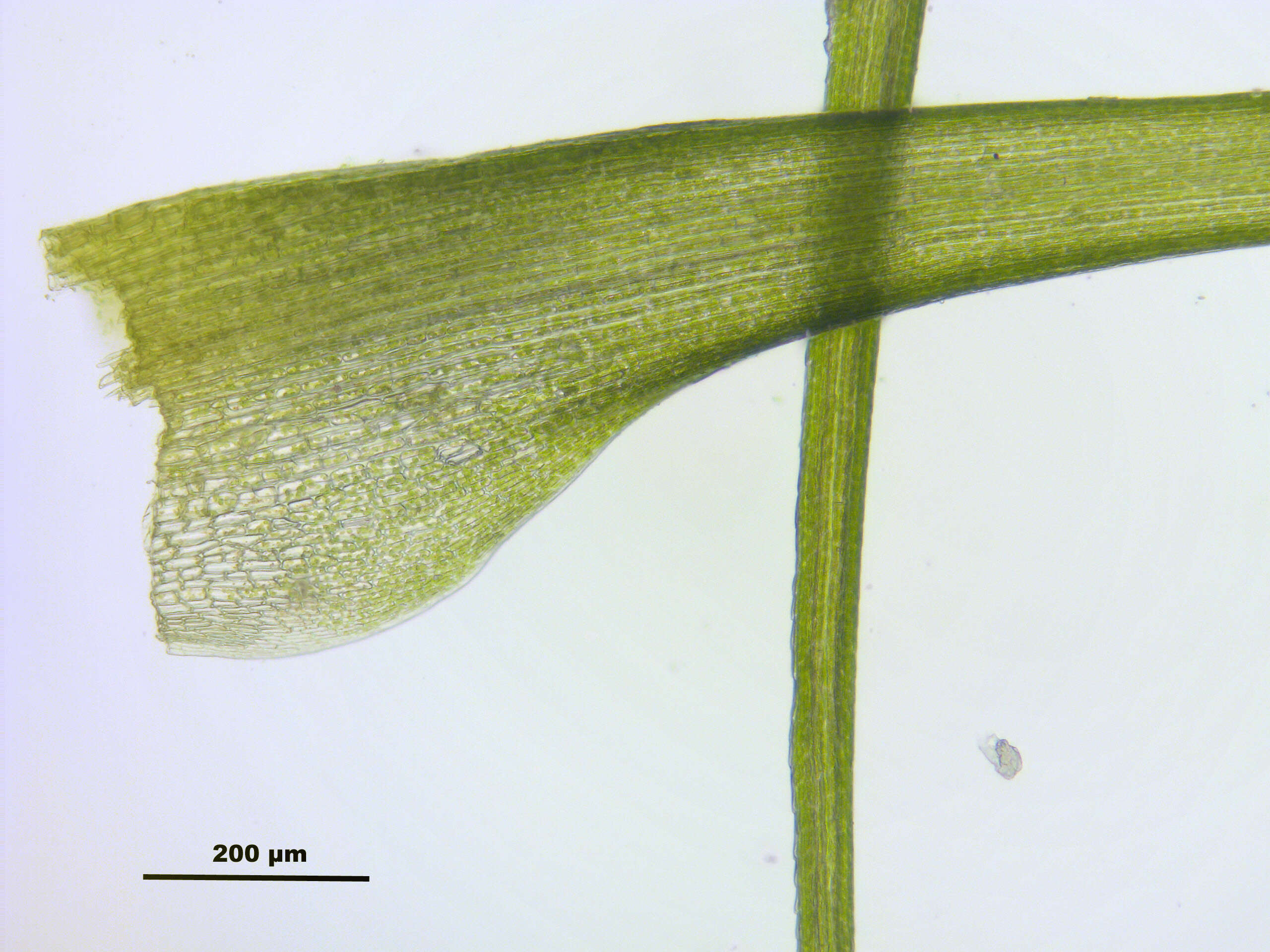 Image of denuded dicranodontium moss