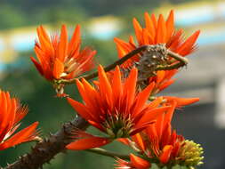 Image of Erythrina suberosa Roxb.