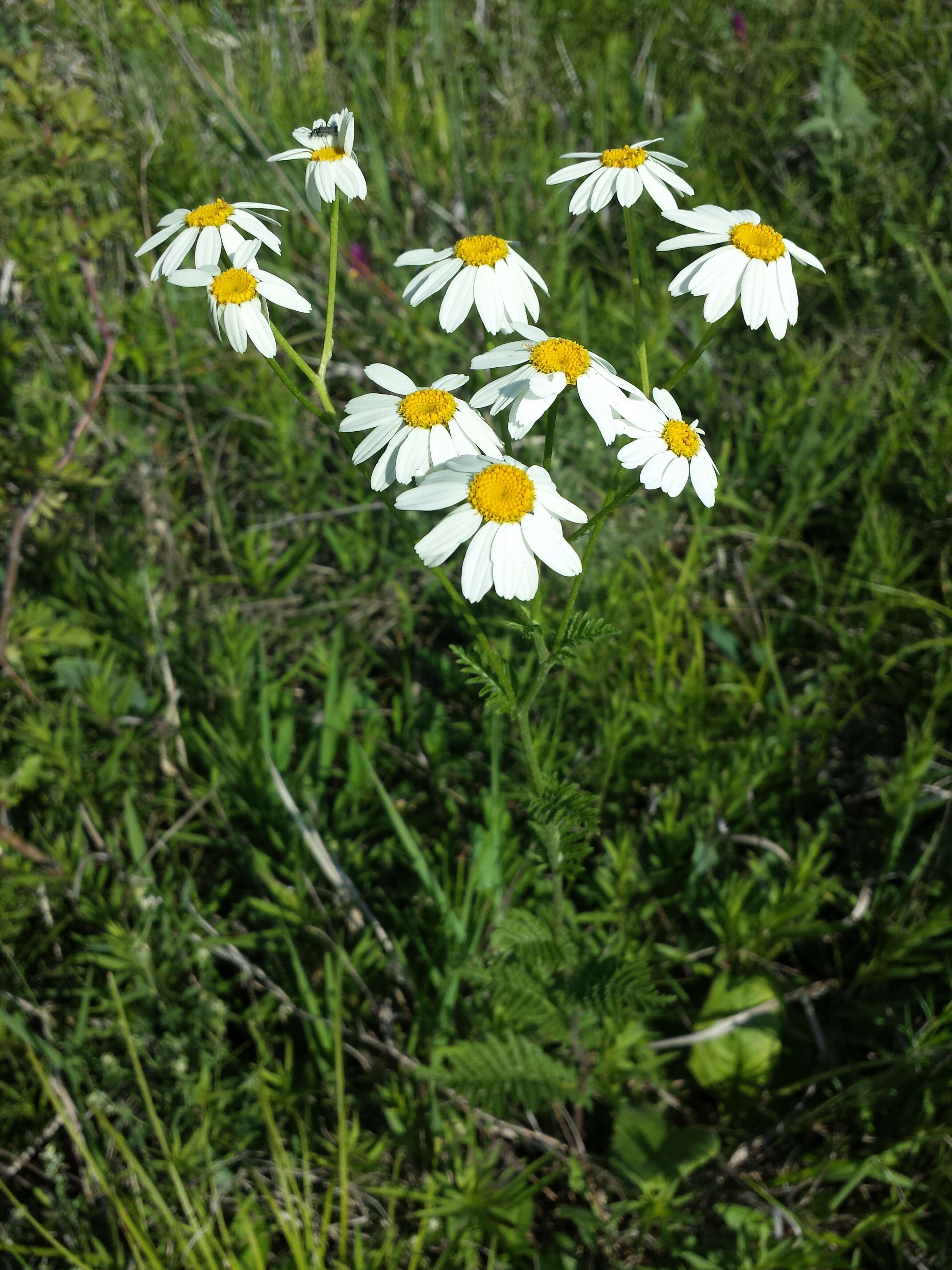 Image of corymbflower tansy