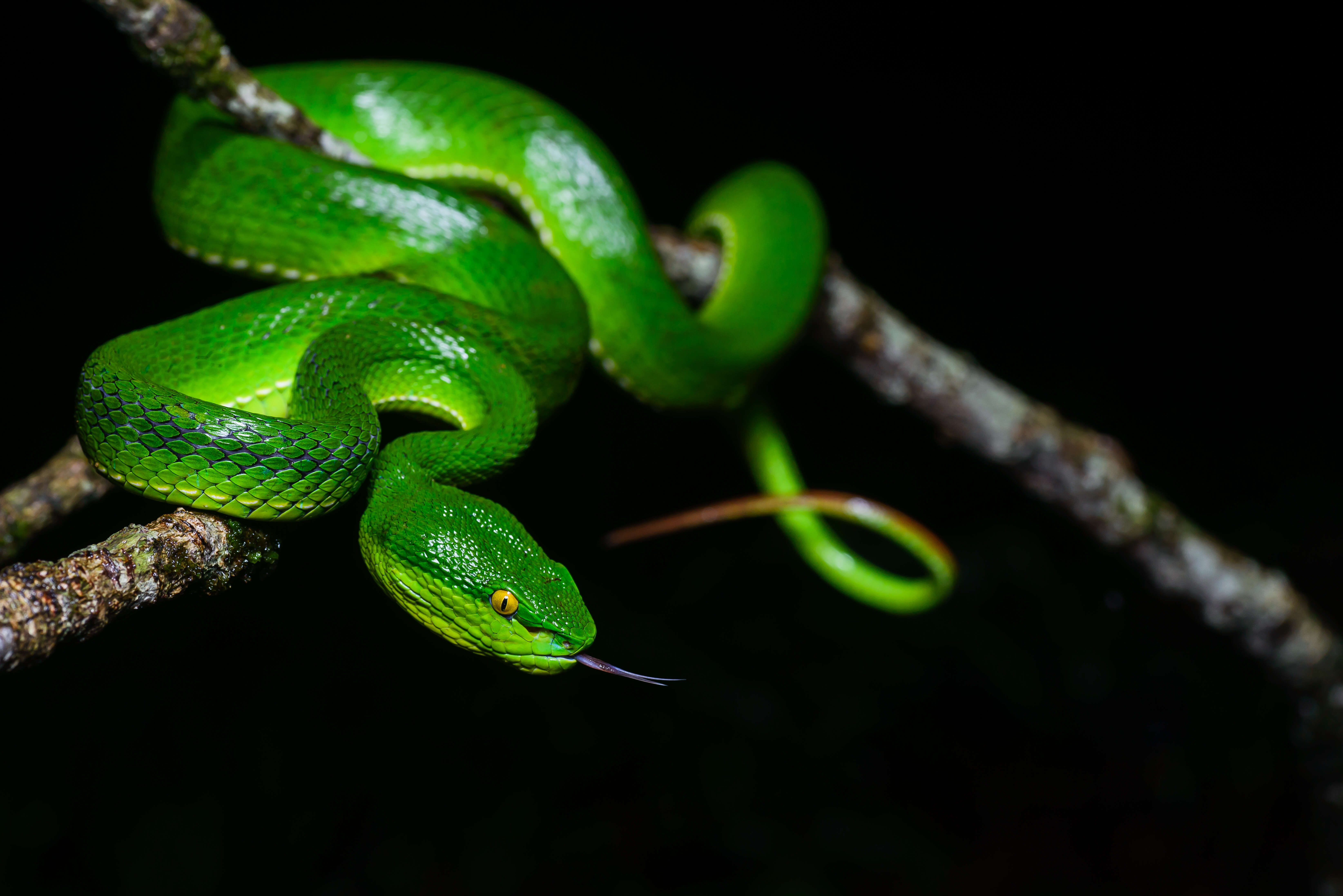 Слика од Trimeresurus albolabris Gray 1842