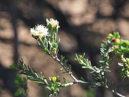 صورة Melaleuca phoidophylla Barlow ex L. A. Craven