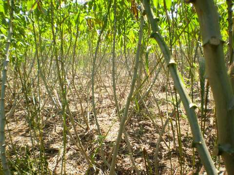 Image of cassava