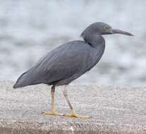 Image de Aigrette sacrée