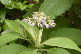 Image of earleaf nightshade