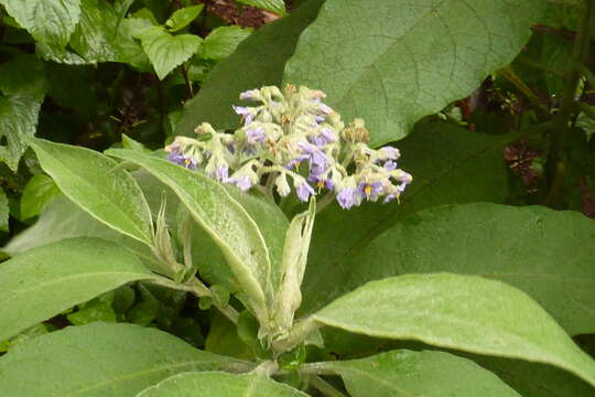 Imagem de Solanum mauritianum Scop.