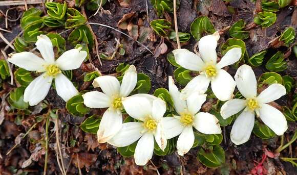 Image de Caltha obtusa Cheesem.