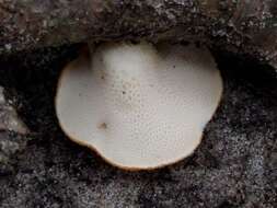 Image of Polyporus tuberaster (Jacq. ex Pers.) Fr. 1821